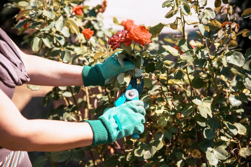 Shrub Trimming Service