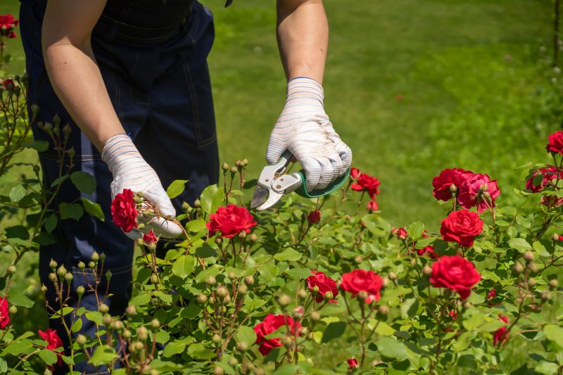 Shrub Trimming