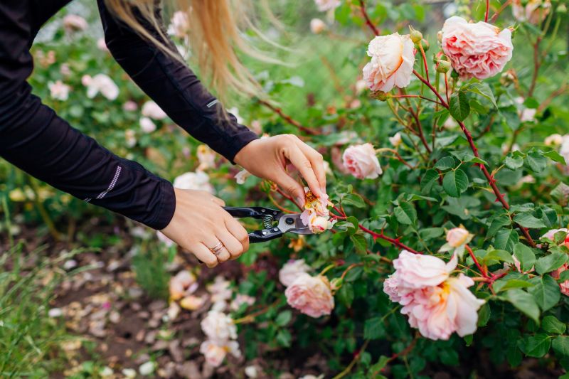 Top Rated Products for Rose Bush Pruning