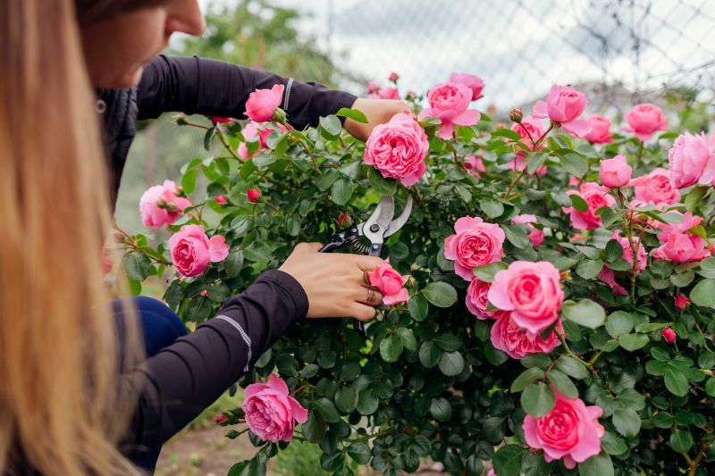 Cost of Rose Bush Pruning — Cost of Rose Bush Pruning