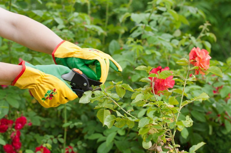 Cost of Rose Bush Pruning — Cost of Rose Bush Pruning