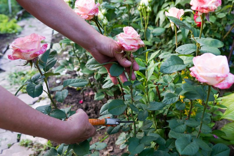 Cost of Rose Bush Pruning — Cost of Rose Bush Pruning