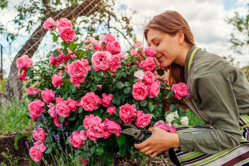 Cost of Rose Bush Pruning — Cost of Rose Bush Pruning