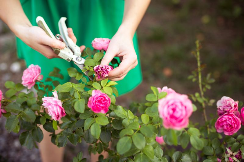 Cost of Rose Bush Pruning — Cost of Rose Bush Pruning