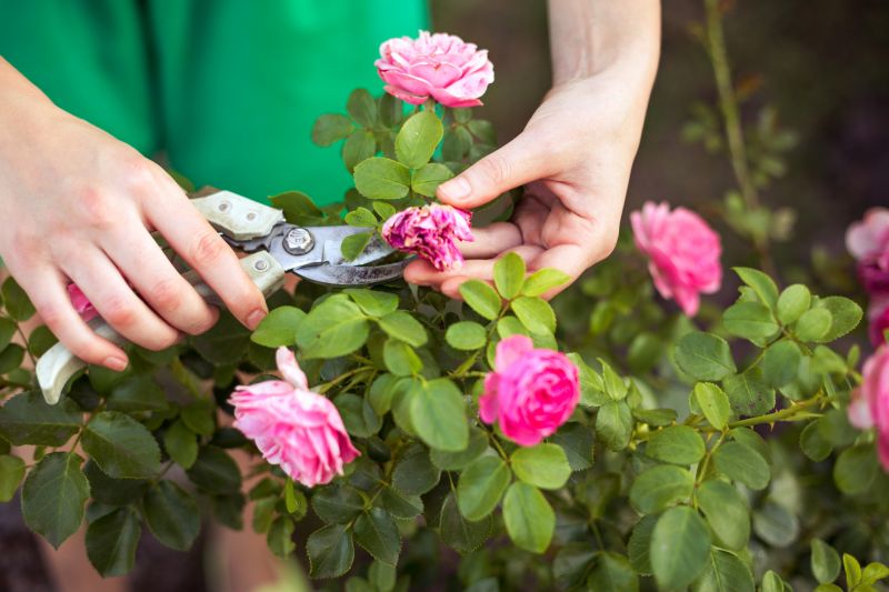 Summer Rose Pruning