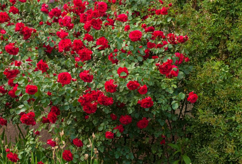 Pruned Rose Bush in Bloom